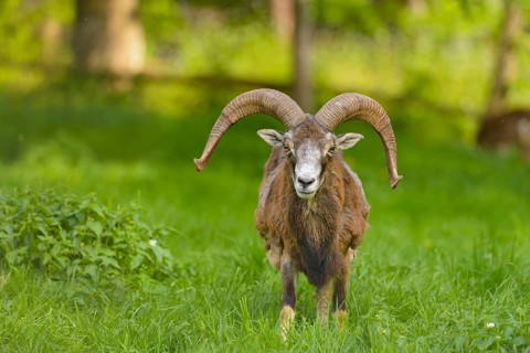 Mouflon (Ovis ammon musimon)