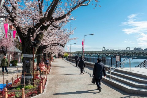 Sumida Park with blooming cherry trees