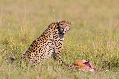 Cheetah (Acinonyx jubatus) with Thomson's Gazelle (Eudorcas thomsonii) as prey