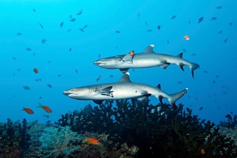 Two Whitetip Reef Sharks (Triaenodon obesus) over coral reef