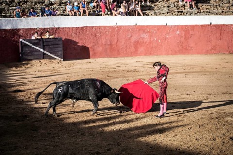 Torero and bull