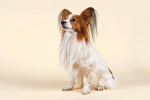 Papillon dog