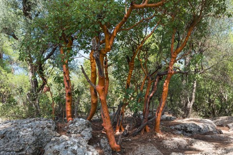 Greek Strawberry Tree (Arbutus andrachne)