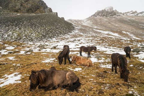 Icelandic horses in winter in front of snowy mountains