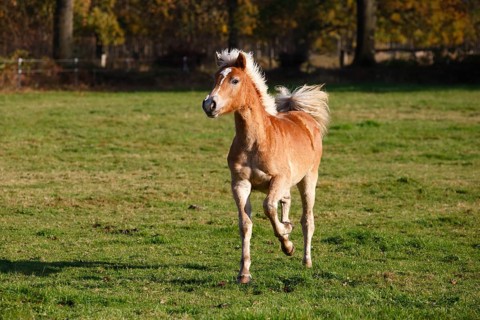 Haflinger horse