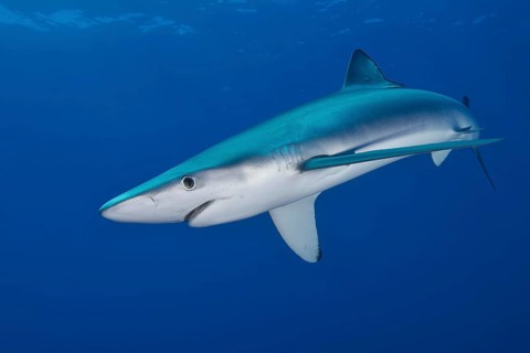 Blue shark (Prionace glauca)