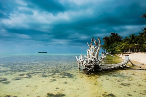 Dead tree on Micro beach