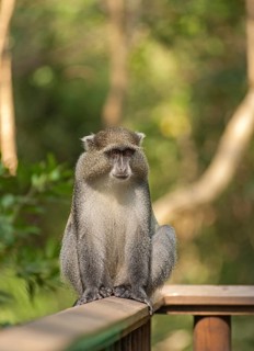White-lipped Guenon
