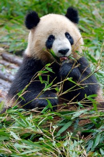 Giant Panda (Ailuropoda melanoleuca) feeding on bamboo leaves