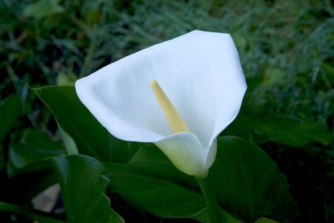 Calla (Zantedeschia aethiopica)