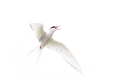 Arctic Tern (Sterna paradisaea) adult