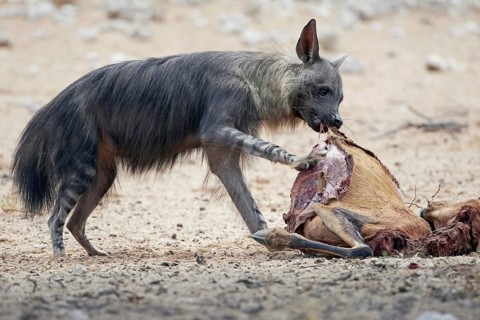 Brown Hyena (Hyaena brunnea) adult