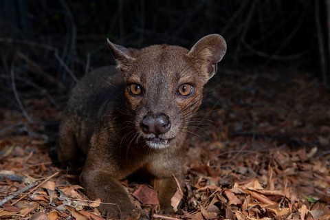 Fossa (Cryptoprocta ferox) in the dry forests of West-Madagascar