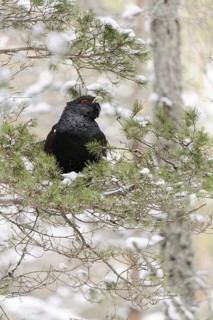 Western Capercaillie (Tetrao urogallus urogallus) adult male