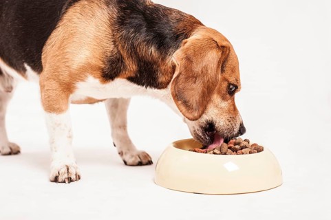Beagle feeding from a bowl of dry food