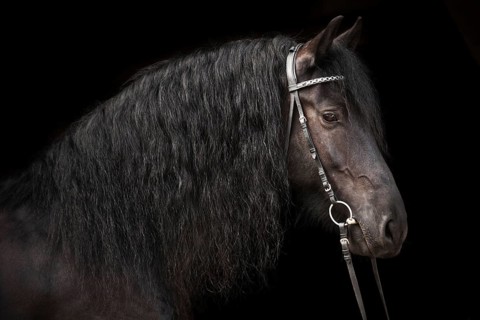Black Friesian
