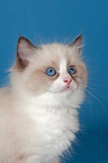 Ragdoll