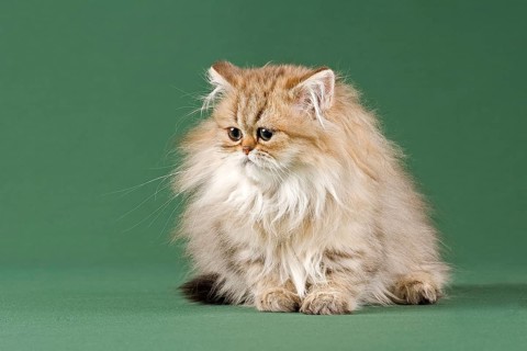 Persian Kitten