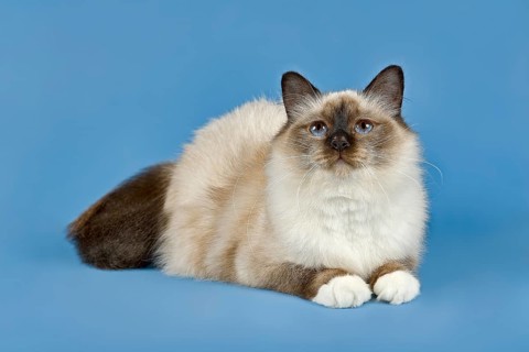 Birman Cat