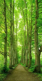 Forest road lined with old high linden trees