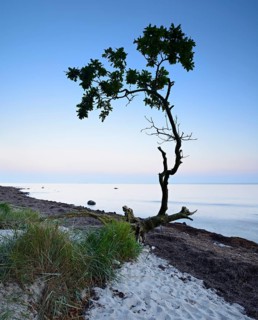 Remains a washed out oak tree on the south coast of Zealand after sunset
