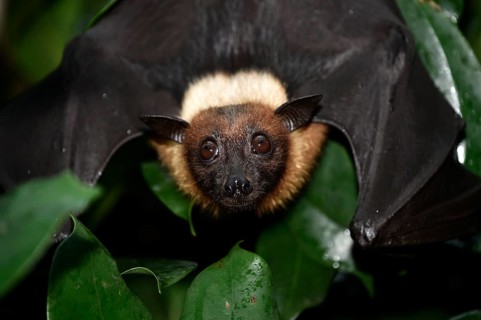 Flying Fox (Pteropus sp.)