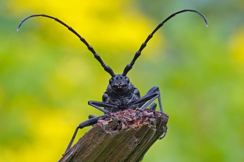 Great Capricorn Beetle (Cerambyx cerdo)