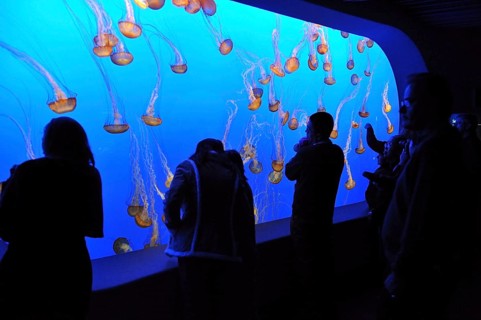 Monterey Bay Aquarium
