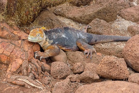 Galapagos land iguana (Conolophus subcristatus)