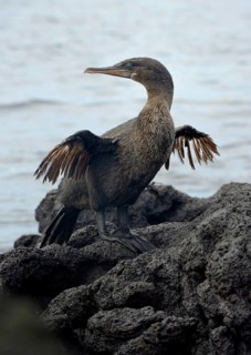 Flightless cormorant or Galapagos cormorant (Phalacrocorax harrisi)