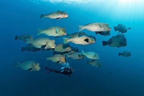Diver observing a swarm of Green humphead parrotfish (Bolbometopon muricatum) in blue water