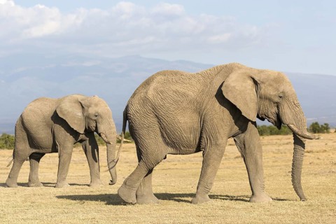 African Elephants (Loxodonta africana)