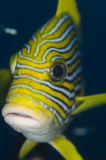 Ribbon Sweetlips (Plectorhinchus polytaenia)