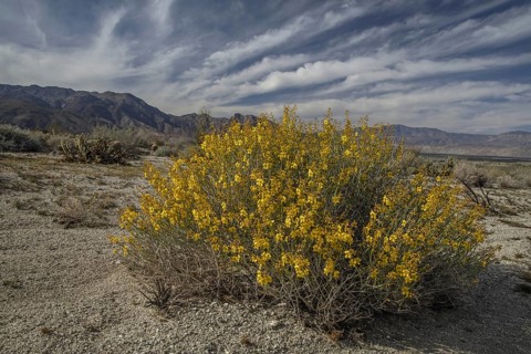 Desert senna (Senna armata)