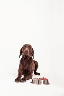 German Shorthaired Pointer lying in front of a bowl of raw meat