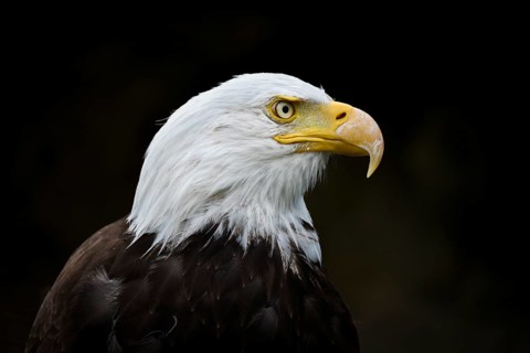 Bald Eagle (Haliaeetus leucocephalus)