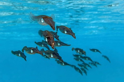 School of Bigfin Reef Squids or Oval Squids (Sepioteuthis lessoniana)