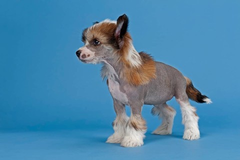 Chinese Crested Dog