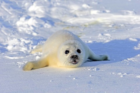 Harp Seal or Saddleback Seal (Pagophilus groenlandicus