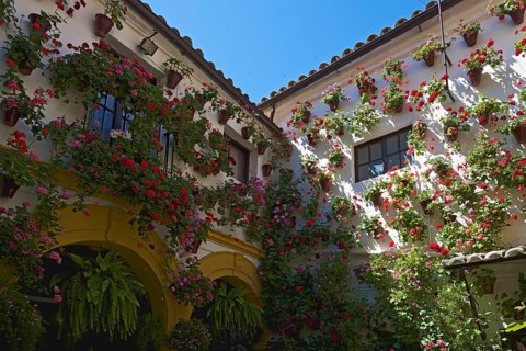 Flower-bedecked inner courtyard during the Fiesta de los Patios