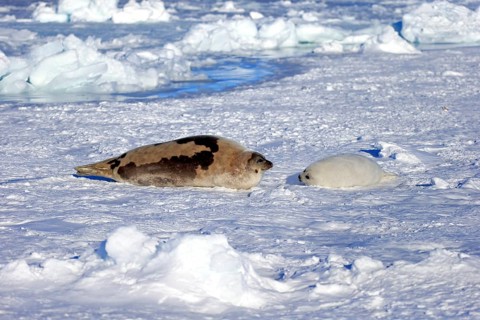 Harp Seal or Saddleback Seal (Pagophilus groenlandicus