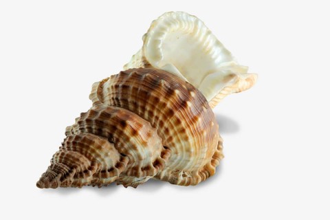 Sea snail
