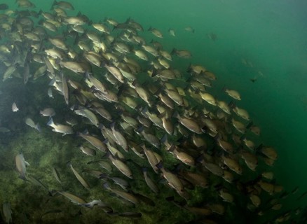 Swarm of Gray Snapper (Lutjanus griseus)