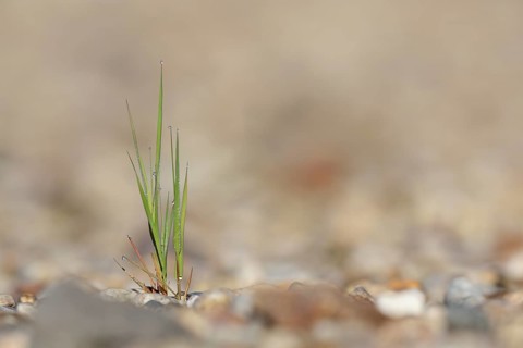 Pioneer vegetation on the gravel bed of a river