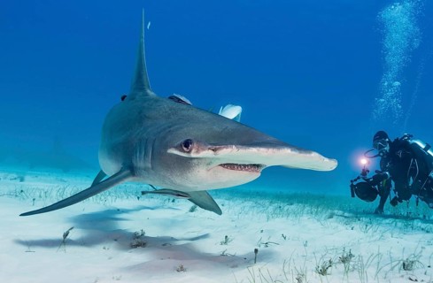 Great hammerhead shark and Diver (Sphyrna mokarran)