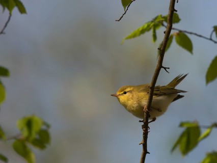 Wood Warbler (Phylloscopus sibilatrix)