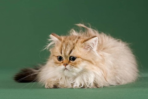 Persian Kitten