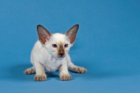Siam cat