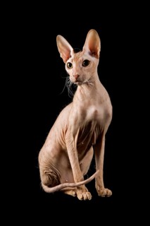 Peterbald cat