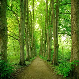 Forest road lined with old high linden trees